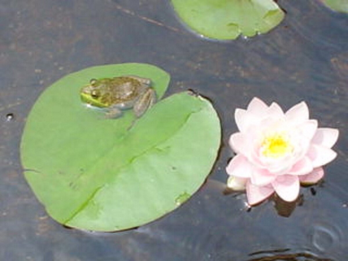 Main Image