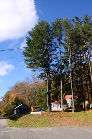 pine trees in yard