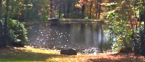 The Ponds at Nantahala Lake - a UNIQUE Smokey Mountain Retreat!