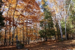 Woods behind the house in autumn.