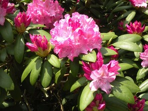 45 varieties of Rhododendrons provide interest throughout the spring and summer