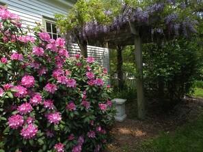 Pergola with wisteria in bloom