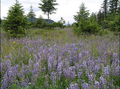 The End Of The Road B&B - Cranbrook, British Columbia - Breakfast included - Queen Room with Forest View (Unit 2)