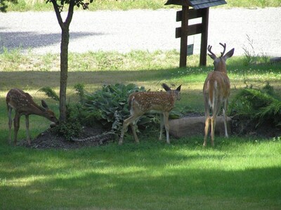 The End Of The Road B&B - Cranbrook, British Columbia - Breakfast included - Queen Room with Forest View (Unit 2)