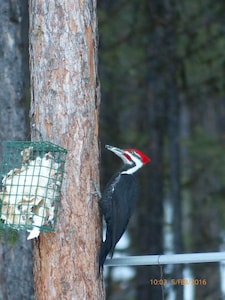 The End Of The Road B&B - Cranbrook, British Columbia - Breakfast included - Queen Room with Forest View (Unit 2)