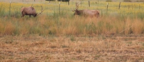 You may see migrating elk in the yard.