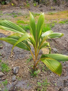 Hawaiian Hula Hut Big Island Hawaii