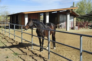 Meet "Nacho," descendant of the renowned racehorse Secretariat, just beyond the fence. A touch of equestrian history by your side. 🐴🏇🏡 #HorseWhisperer
