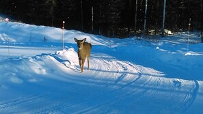 Skidåkning och snöaktiviteter