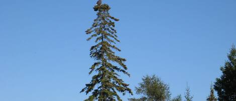 Bald Eagle living on the property 