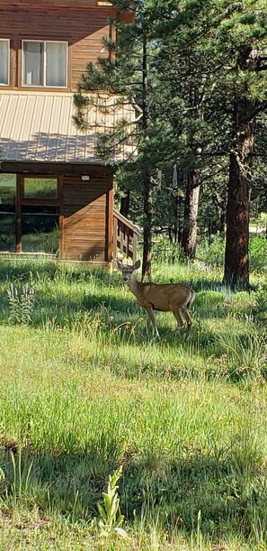 Deer in front of house