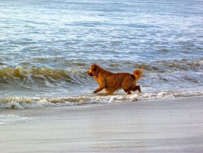 Strand