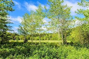 The view from the large deck overlooking Denning Brook and its wildlife such as Eagles, Osprey, deer, and zillions of songbirds.