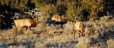 .These are some of your friendly visitors to the Grand Canyon home,