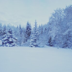 After a large winter snow storm - the Tiny Home is hiding behind the trees!