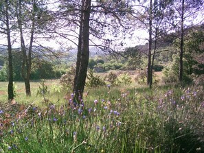 The garden in Spring