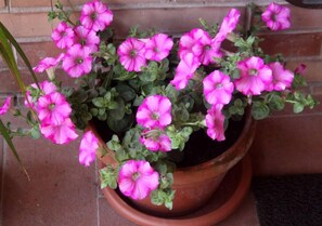 Flowers' pots, detail