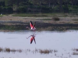 un fenicottero sul fiume...