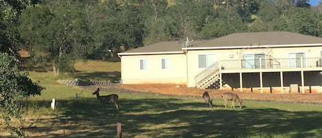 Watch the wildlife and birds from the deck