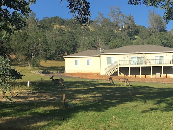 Watch the wildlife and birds from the deck