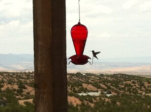 Hummingbird heaven, with the Santa Fe Opera house visible on the next hill.