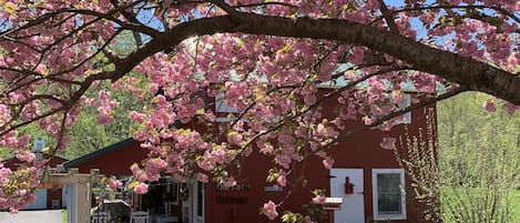 The Barn in spring