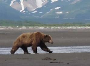 Kodiak Island is famous for its coastal brown bears. Come see for yourself...