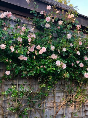 5 trellises of lovely New Dawn pink roses bloom in June and stay into July