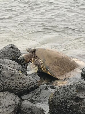 Turtle in the Maalaea Bay