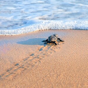 Turtle season on the island is spectacular. Please do not disturb them.
