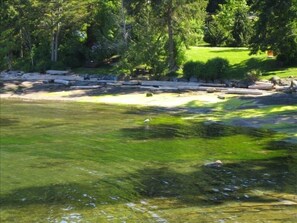 Blue Heron bathing in our Spectacular Emerald Bay