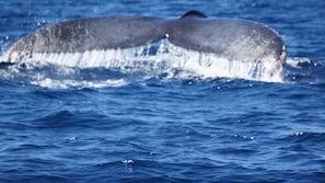 Whale Season