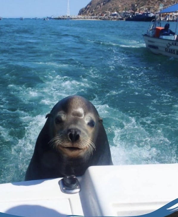 When you go out fishing....you might pick up a hitchhiker!