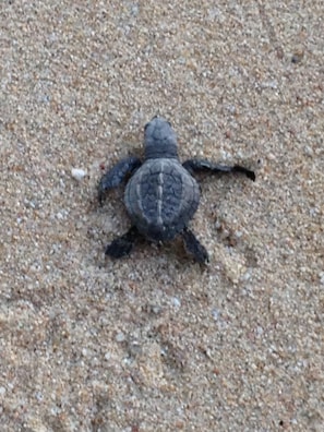 Young Life on the Beach.   Many times you can catch a turtle release at Estancia