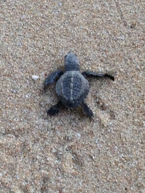 Young Life on the Beach. Many times you can catch a turtle release at Estancia