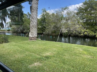 Stay with us and swim with manatees in our back yard!