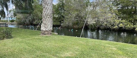 Stay with us and swim with manatees in our back yard!