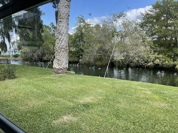 Stay with us and swim with manatees in our back yard!