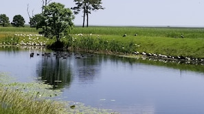 White Ibis and Canadian Geese enjoy a dip in the pond