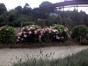 Historic railway trestle hovers over the flower skirted "River"