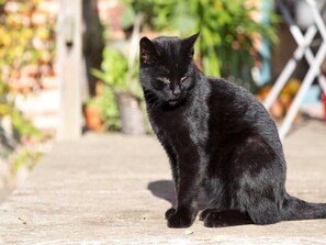 Animaux de compagnie acceptés