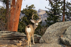 Mule deer and elk frequent the property.