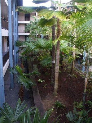 Tropical Courtyard