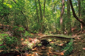 Take a walk down the trail just behind the cottage to find this babbling brook.