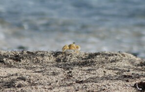 Just another friend popping out of the holes of the beach :)