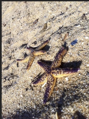 starfish summer or winter