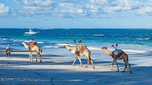 diani camel rides