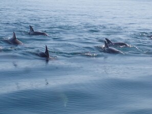 swim with dolphins