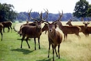Wild Deer in Richmond park