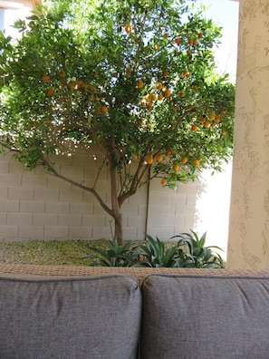 We have 2 orange, 1 lemon and 1 lime tree. Please enjoy the fruit.